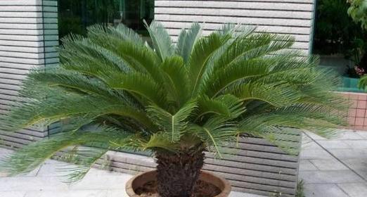 苏铁喜阳还是喜阴？