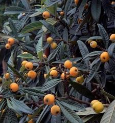 揭秘苏州西山枇杷成熟的时间（西山枇杷的品种）
