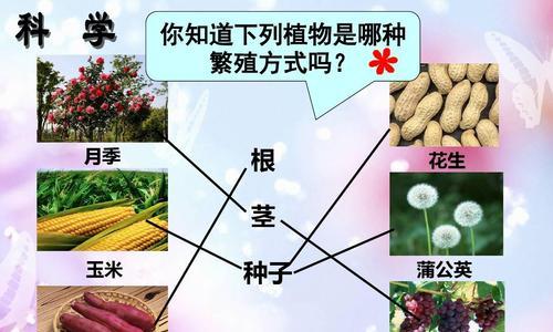 苏子的发芽期及出苗时间（探究苏子从播种到发芽出苗的时间规律）