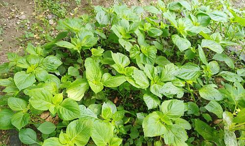 苏子种植的最佳月份（如何选择种植时机）