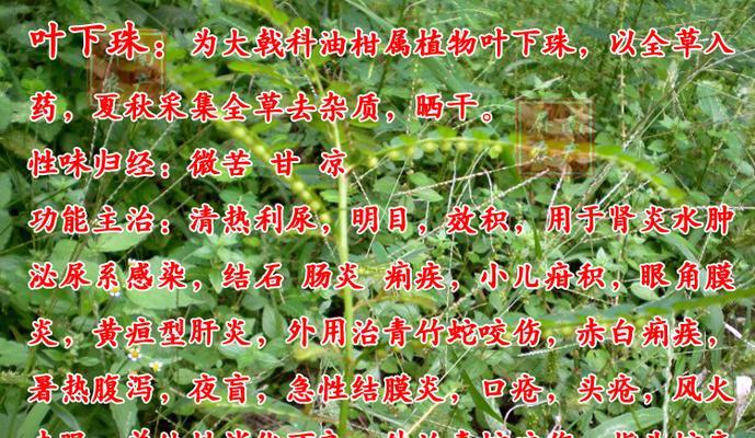 苏子叶储存方法详解（掌握储存技巧）
