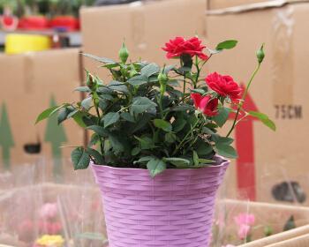 塑料花盆的选择与养花技巧（适合塑料花盆的花种及关键注意事项）