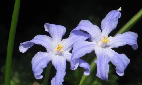 多年宿根花卉（了解多年宿根花卉的种类）