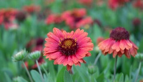 宿根天人菊花期——秋季的绚烂美景（探秘宿根天人菊花期）