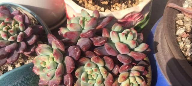 酸奶浇多肉，你了解吗（多肉植物的养护技巧与方法）