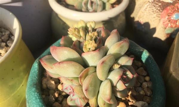酸奶浇多肉，你了解吗（多肉植物的养护技巧与方法）
