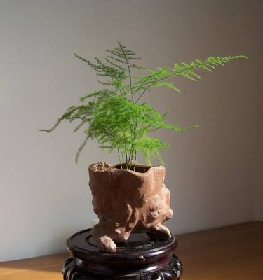 文竹浇水新方法——酸奶浇水（探究酸奶对文竹生长的影响与实践）