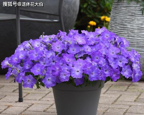 酸奶浇花指南（掌握浇水技巧）