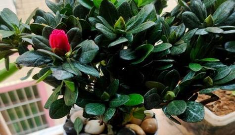 喜酸性花卉的魅力（探寻花园中的喜酸性植物）