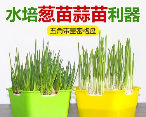 大蒜的种植方法和时间（高产栽培技术让你轻松种出优质大蒜）