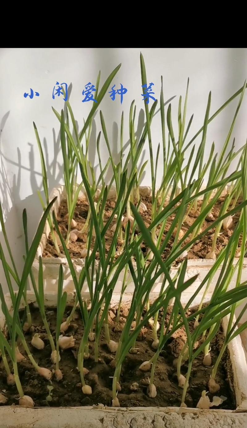 如何种植蒜苗种子（从选种到收获）