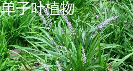 揭秘大蒜的植物分类之谜（大蒜是单子叶植物吗）