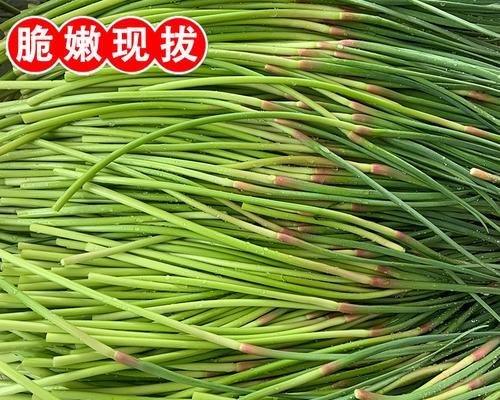 蒜苔可以生吃吗（蒜苔的营养价值和注意事项）