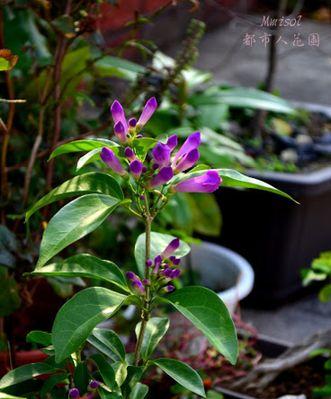蒜香藤的花期及其特点（探究蒜香藤的花期）
