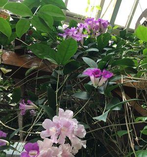 蒜香藤的开花时间和特点（揭秘蒜香藤的神奇开花时刻）