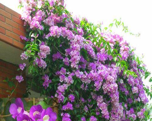 蒜香藤养护技巧（花期周期）