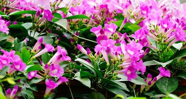蒜香藤养护技巧（花期周期）