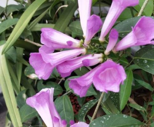 蒜香藤的花期特点（一年开几次花）
