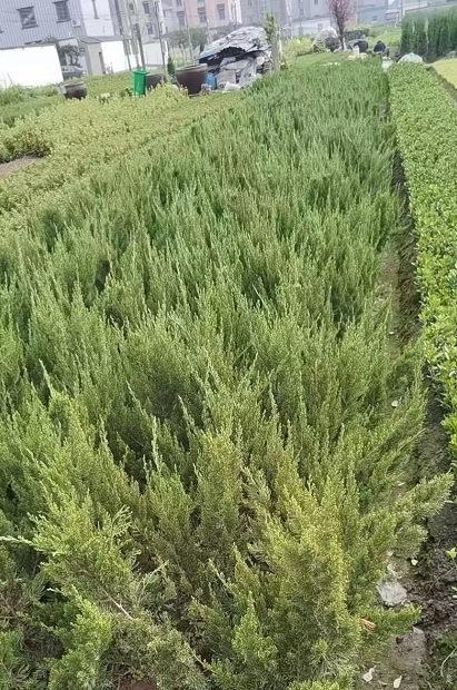 塔柏浇水的最佳时间和频率（掌握正确的浇水方法）
