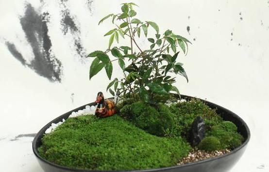 苔藓与多肉的完美结合（探索苔藓与多肉的独特美学）