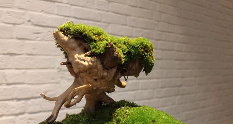 苔藓与多肉的完美结合（探索苔藓与多肉的独特美学）