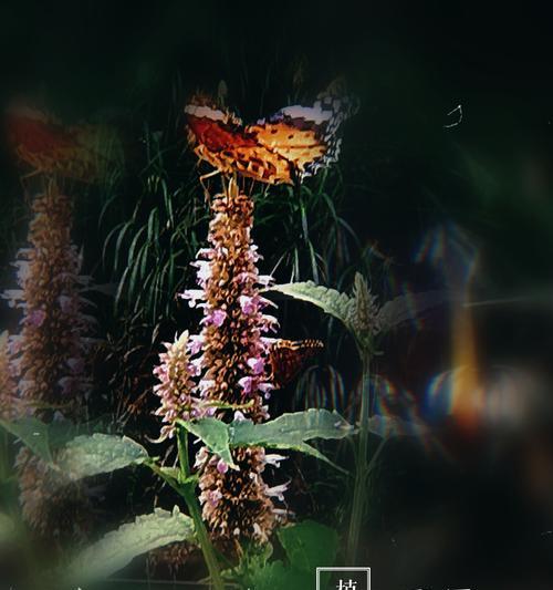藿香的花语与传说（藿香花的神奇力量与古老传说）