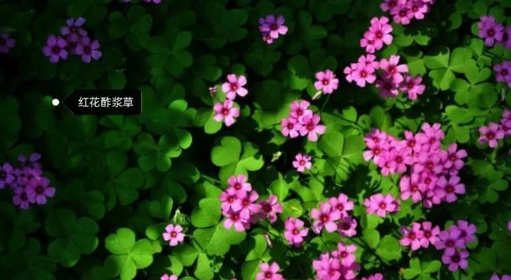 醡浆草花语——生命的坚韧与希望（醡浆草花语的传承和意义）