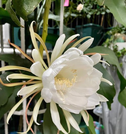 昙花代表的生肖之谜（揭秘昙花生肖的真正意义）