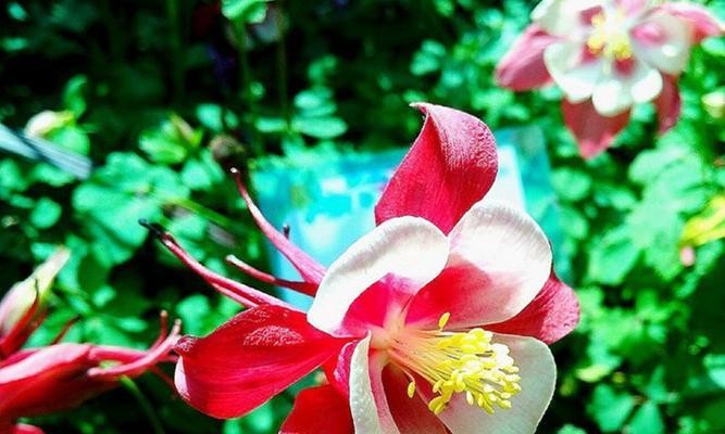 耧斗菜的花语与寓意（传说中的坚守者——耧斗菜的故事）