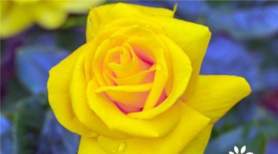 以19朵花为主题的花语探析（花语中的情感与象征）