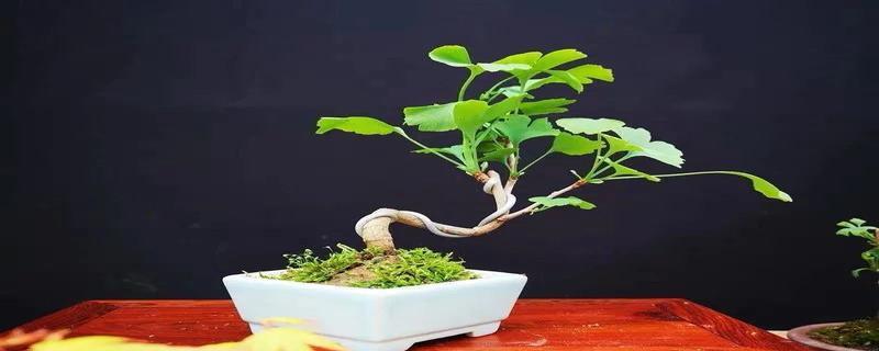 碧玉花的风水寓意及摆放位置（探索碧玉花带来的福气与美丽/寓意）