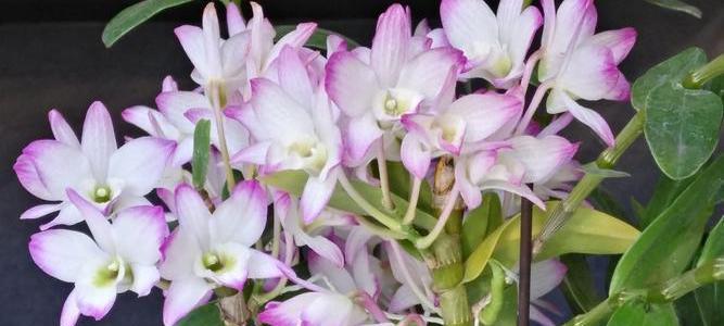 父爱之花（以花朵表达深情）