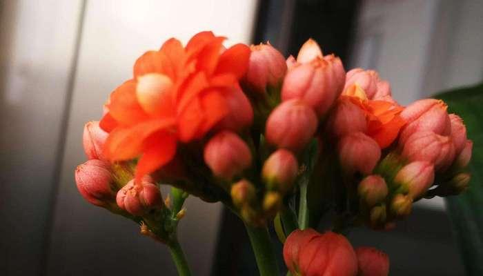 幸运的花——传递好运的自然之礼（花语中的幸运之谜与祝福的力量）