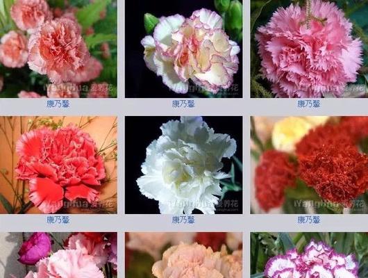 用花语赞美英雄的伟大（以花为主题）