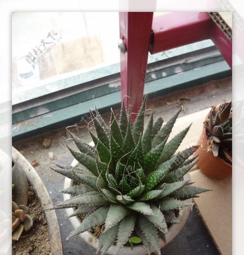 以波露花代表的意义（探寻波露花的象征和价值）