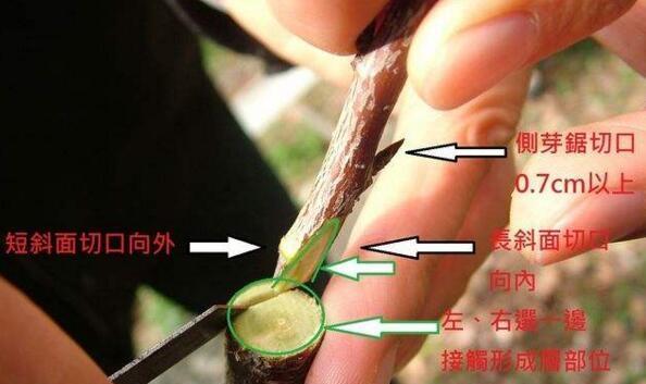 换土技巧（关键步骤和注意事项）