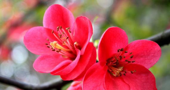 保定市的市花是什么（探秘保定市的市花——双花莲）