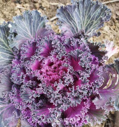如何冷冻保存菜花（菜花的正确冷冻方式和食用技巧）