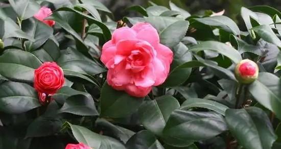 白茶花的花语与寓意（从清新幽雅到真挚爱情）