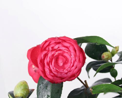 山茶花的冬日花开（探秘山茶花在寒冬中的绽放之美）