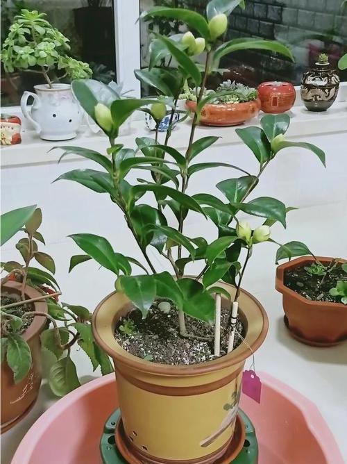 山茶花怎样浇水（正确的浇水方式）