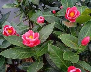 茶花开花时间一年四季（探究茶花开花时间变化的原因）