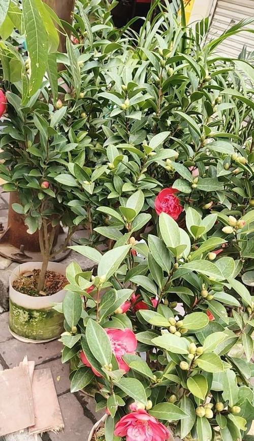 茶花（喜阴还是喜阳光）