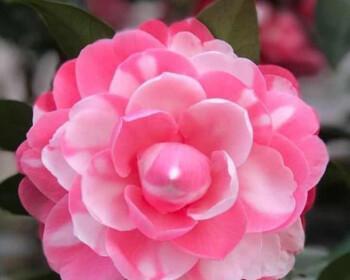 茶花的毒性及室内养护技巧