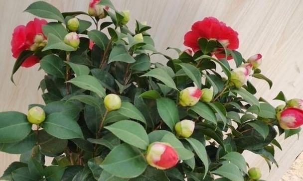 茶花繁殖方法与注意事项（从种子到苗木——茶花繁殖的全过程）