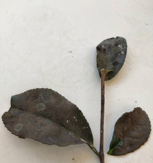 盆栽茶树掉叶子原因与处理方法（解析掉叶情况的5种原因）