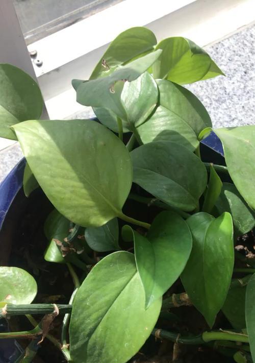 茶叶水的妙用——适合浇什么花（探秘茶叶水的营养价值及应用）