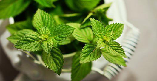 茶叶渣的花养护之道（探究茶叶渣对花卉生长的影响及其养护方法）