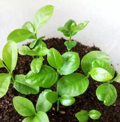 如何种植橙子种子（从萌芽到成果的完整指南）