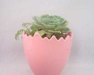 如何选择适合瓷花盆种植的花卉（探究瓷花盆的特点和种植技巧）